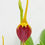 Thumbnail: Masdevallia weberbaueri × impostor in bloom - rare high-altitude Andean orchid