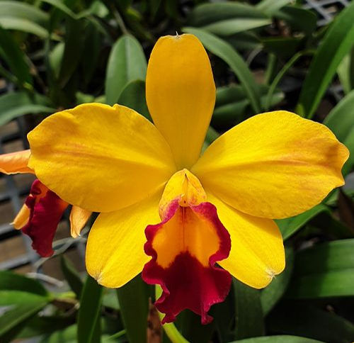 Rlc. Hsinying Sunbeam 'Juliets' in bloom - golden yellow cattleya with red lip care guide