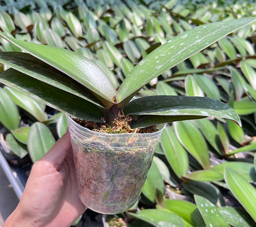 Phalaenopsis Chi Yueh Little Red Riding Hood in bloom - white with red lip orchid