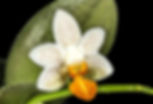 Phalaenopsis Mini Mark in bloom - spotted miniature orchid care