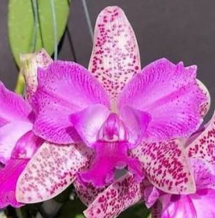 Cattleya Yuan Dung Sweet 'Dragon Fruit' - fragrant award-winning Taiwanese Cattleya hybrid