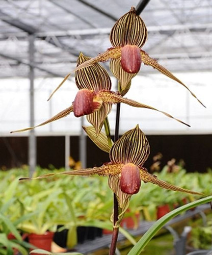 Paph. rothschildianum × sib | TheDarkOrchid