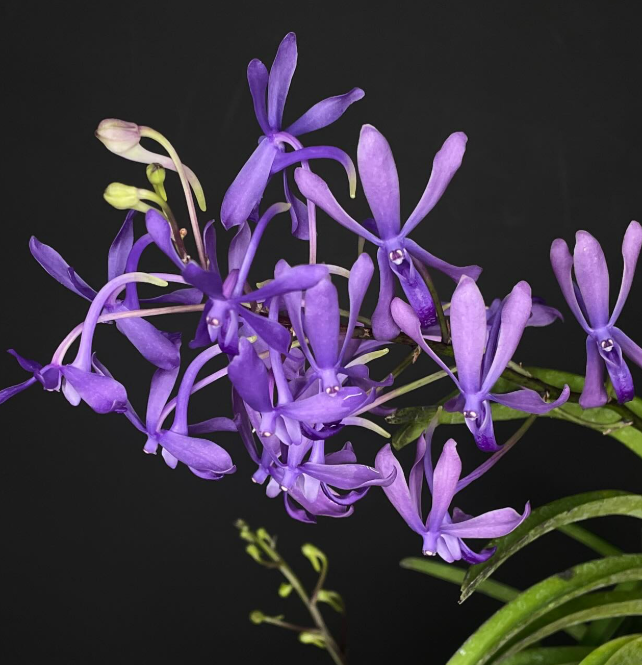 Vanda Charm Blue Star in bloom - violet-blue Thai hybrid orchid care