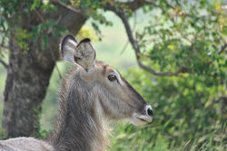 Female Waterbuck