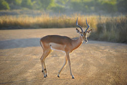 Impala