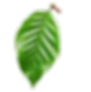 Cafenella
