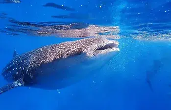 volunteer abroad South America, whale shark volunteer projects, volunteer overseas in Belize, marine conservation programs in South America