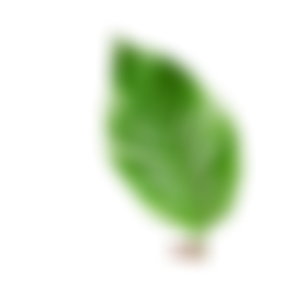 Leaf Image