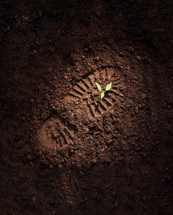 How Healthy Soil Nourishes Humanity: The Unseen Link Between Soil and Nutrition