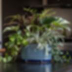 Close-up of a modern tabletop plant arrangement in a classic blue container. Multiple types of houseplants are included.