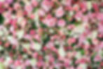 A delicate blend of pink and white roses, evoking feelings of tenderness and purity.. 4 roses symbolize balanced harmony.