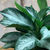 A video of a lush Chinese Evergreen Silver Queen (Aglaonema) showcasing its variegated leaves.