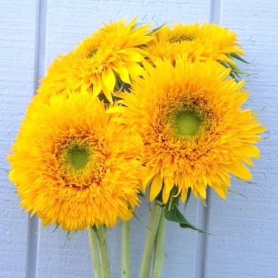 Sunflower bouquet