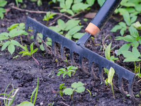 The Chemical-Free Garden: Weed Management Techniques