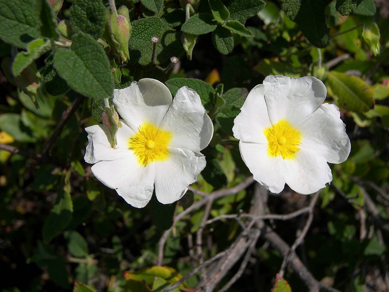 Flora