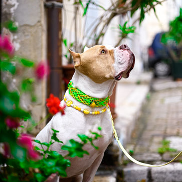 dogue ramses bleu