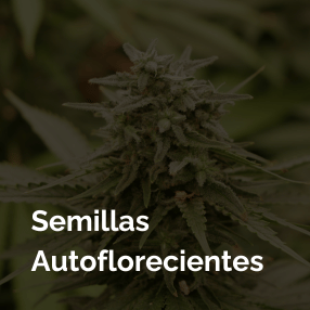 semillas-autoflorecientes.png