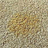 Remove Urine From Carpet-min.jpg