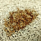 Remove Feces Stain From Carpet-min.jpg