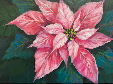 Pink Poinsettia