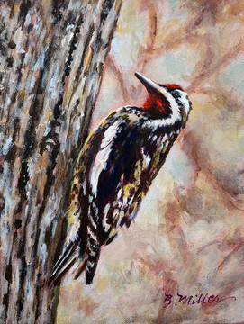 Yellow-bellied Sapsucker