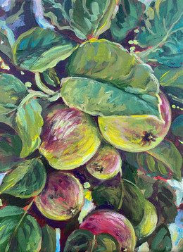 Apples in Season