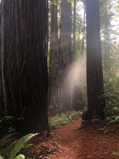 Redwood Trees