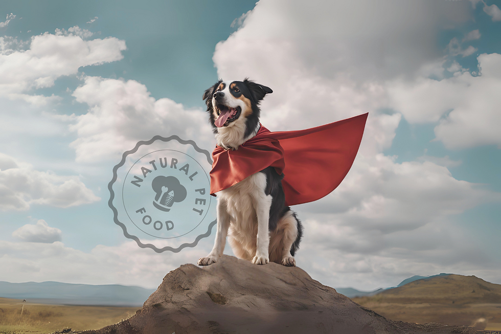 cachorro com capa de super herói fazendo referência ao livro O cão eterno.