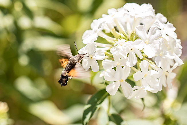 Feldis Yoga Retreat 10.9.23 Websize-87.JPG