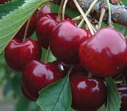 Lapin Cherry