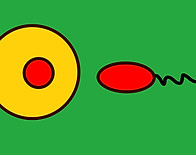 SPERM AND EGG copy.jpg