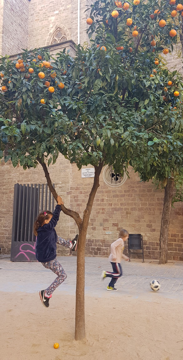 UN JARDÍ DE CIUTAT