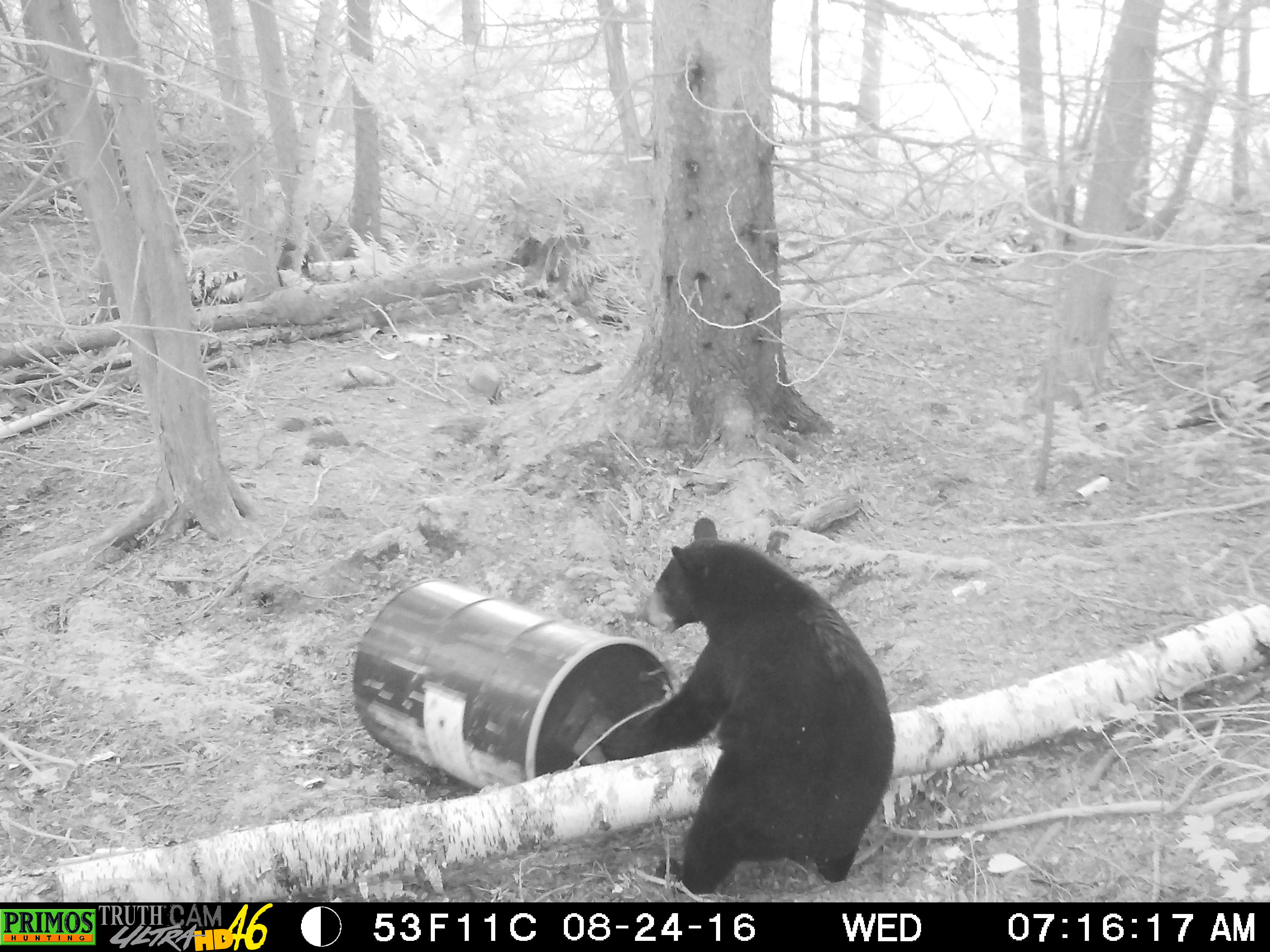 treebearcamp / bear hunting & fishing cottages Shining Tree Canada