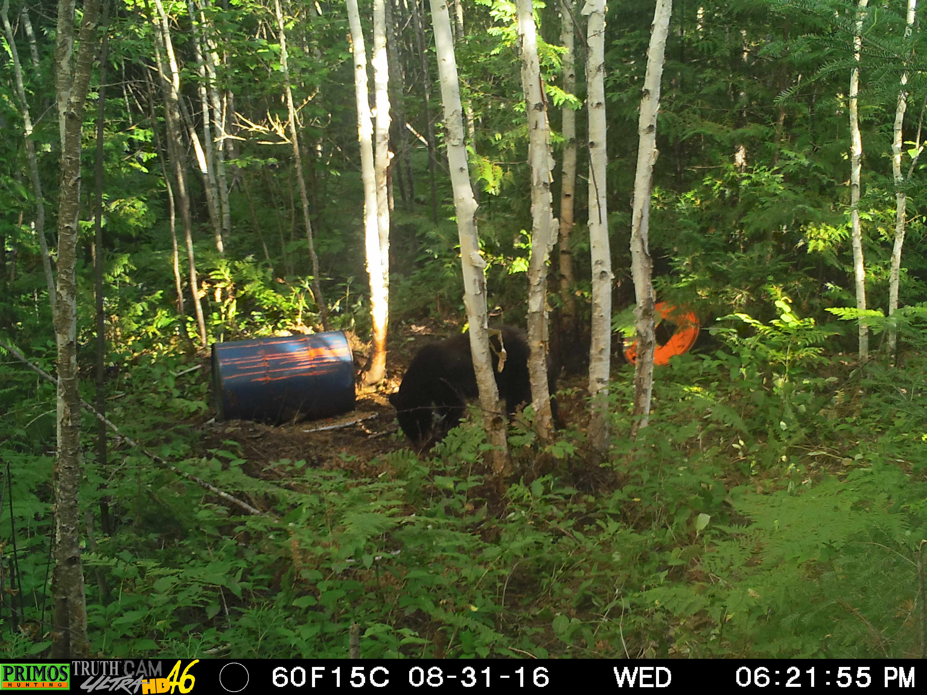 treebearcamp / bear hunting & fishing cottages Shining Tree Canada