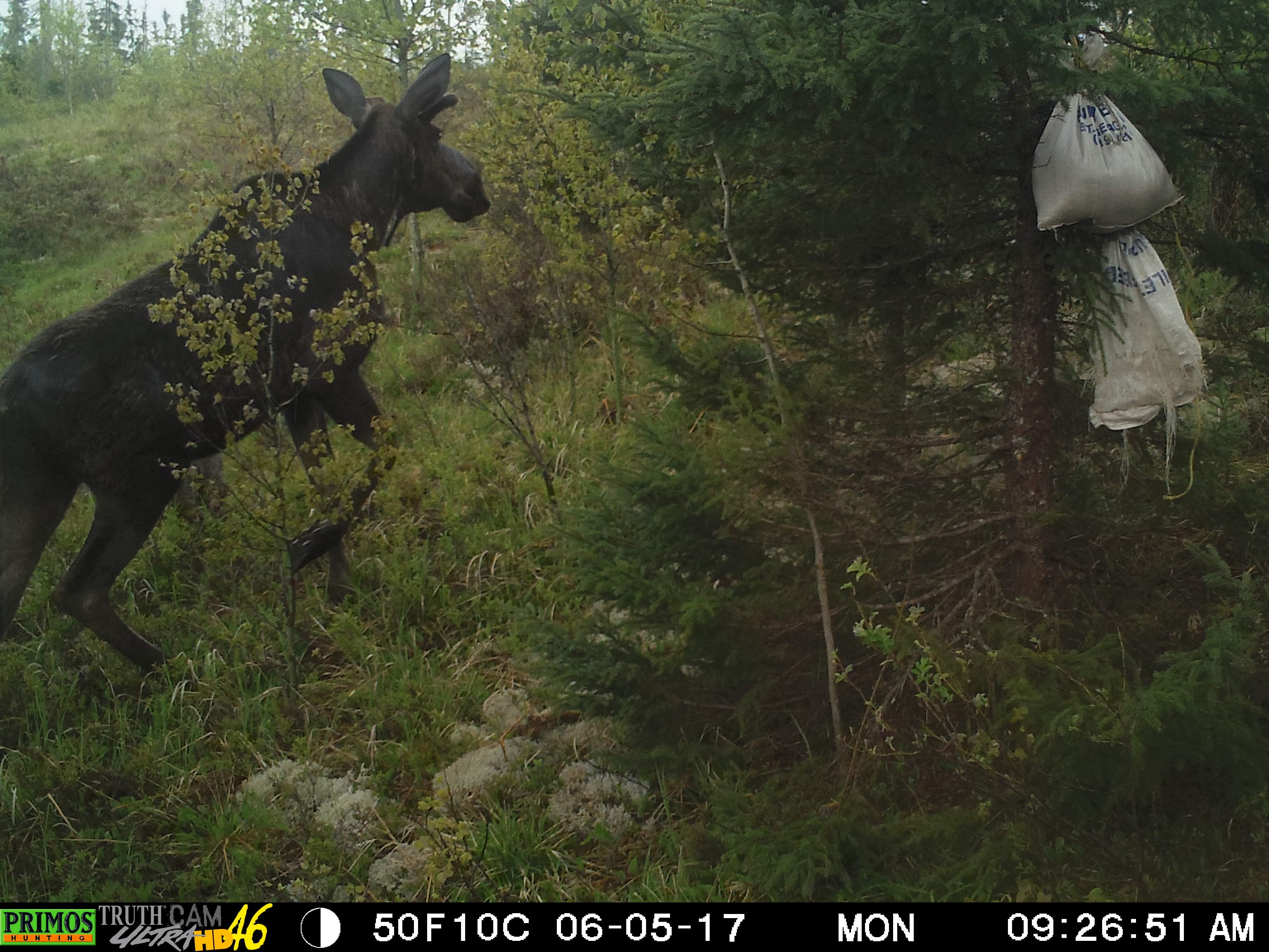 treebearcamp / bear hunting & fishing cottages Shining Tree Canada