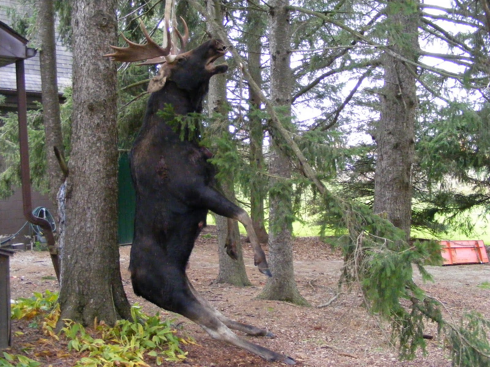 treebearcamp / bear hunting & fishing cottages Shining Tree Canada