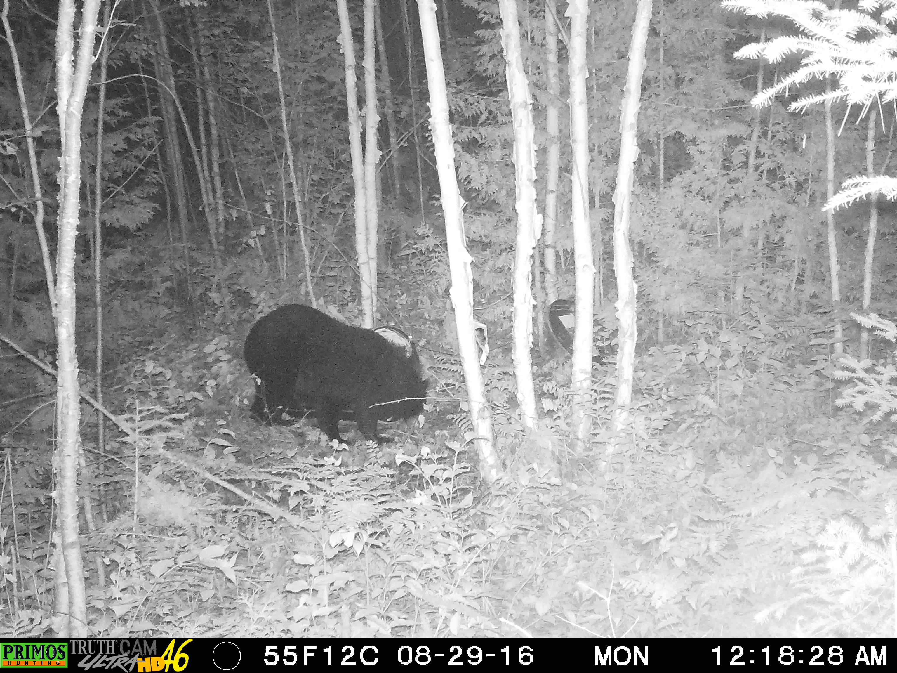 treebearcamp / bear hunting & fishing cottages Shining Tree Canada