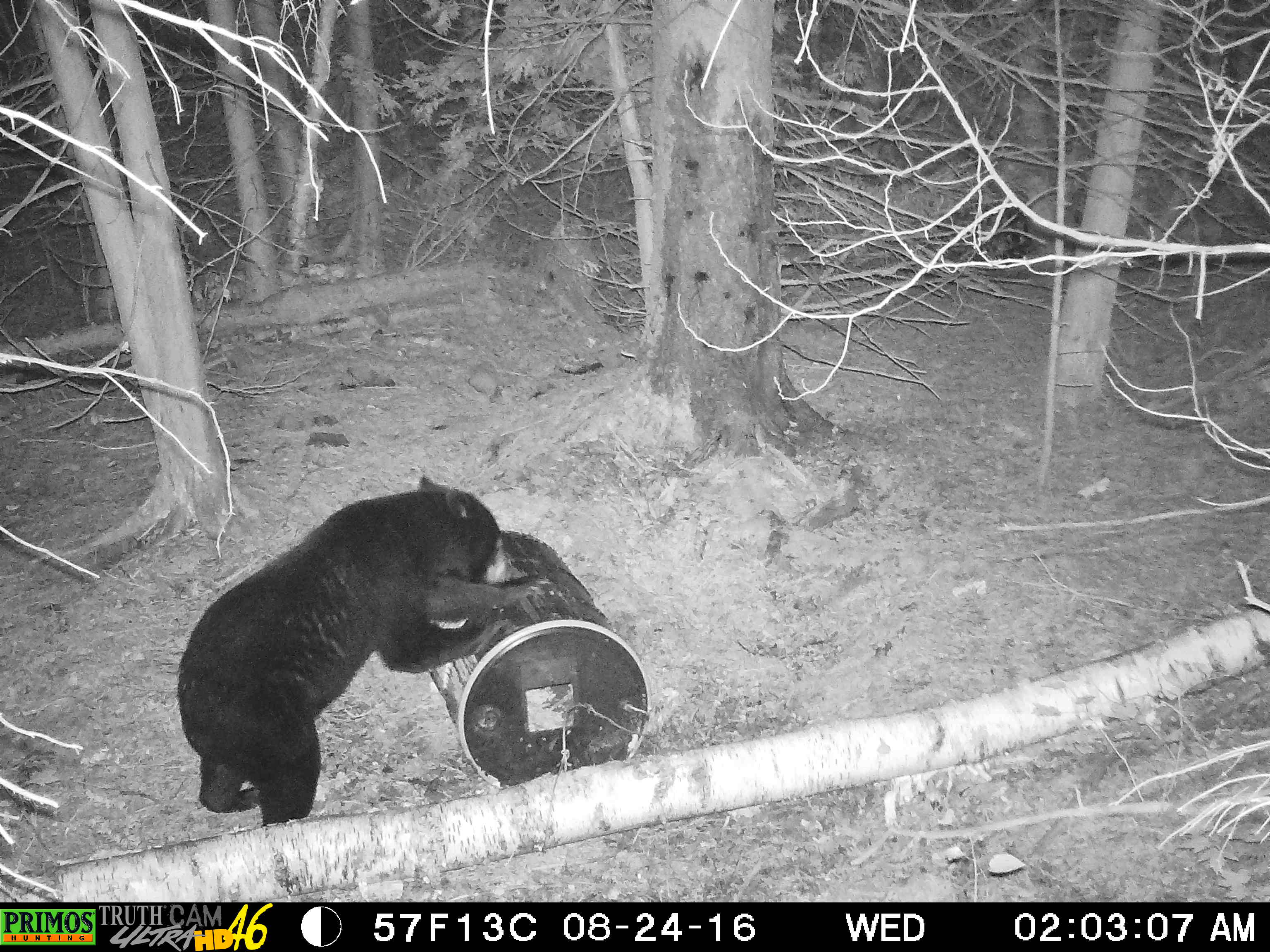 treebearcamp / bear hunting & fishing cottages Shining Tree Canada