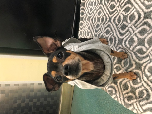 Willow! ~ ADOPTED!