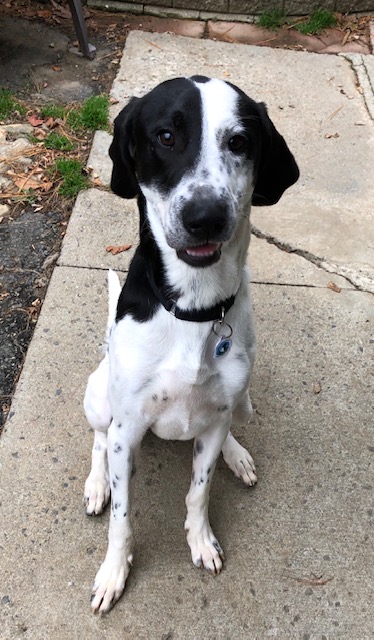 Cooper
