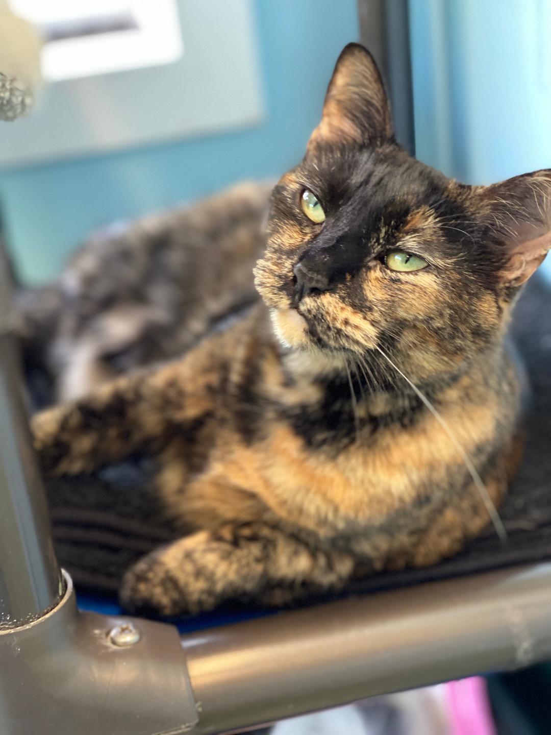 Tumeric~ ADOPTED!
