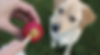 Dog with kong.jpeg