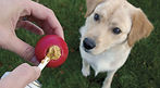 Dog with kong.jpeg