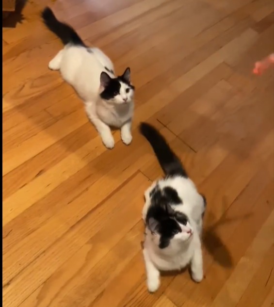 Bear & Oreo ~ ADOPTED!