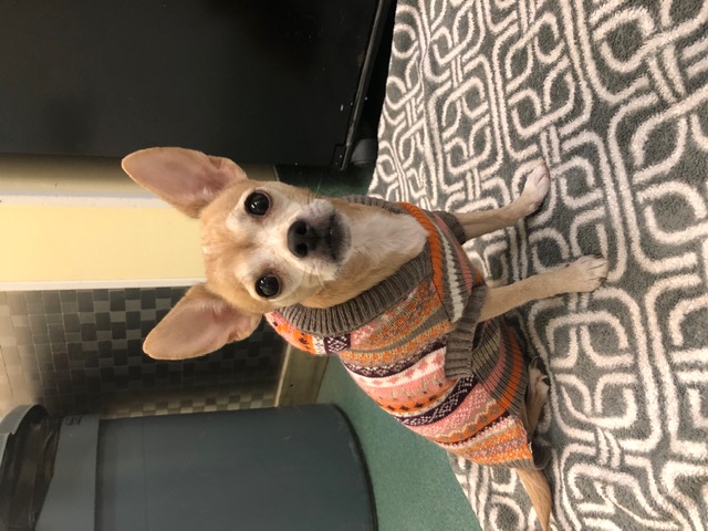 Koco! ~ ADOPTED!