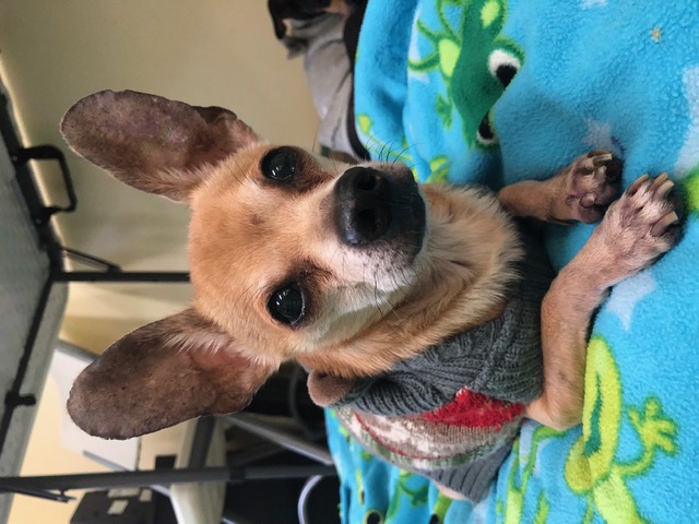 Noodle! ~ ADOPTED!
