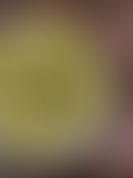 Shaved Brussels sprout and apple salad with pecans, cranberries, and blue cheese tossed in apple cider vinaigrette in a white bowl.