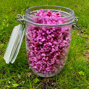 Eastern Redbud Simple Syrup