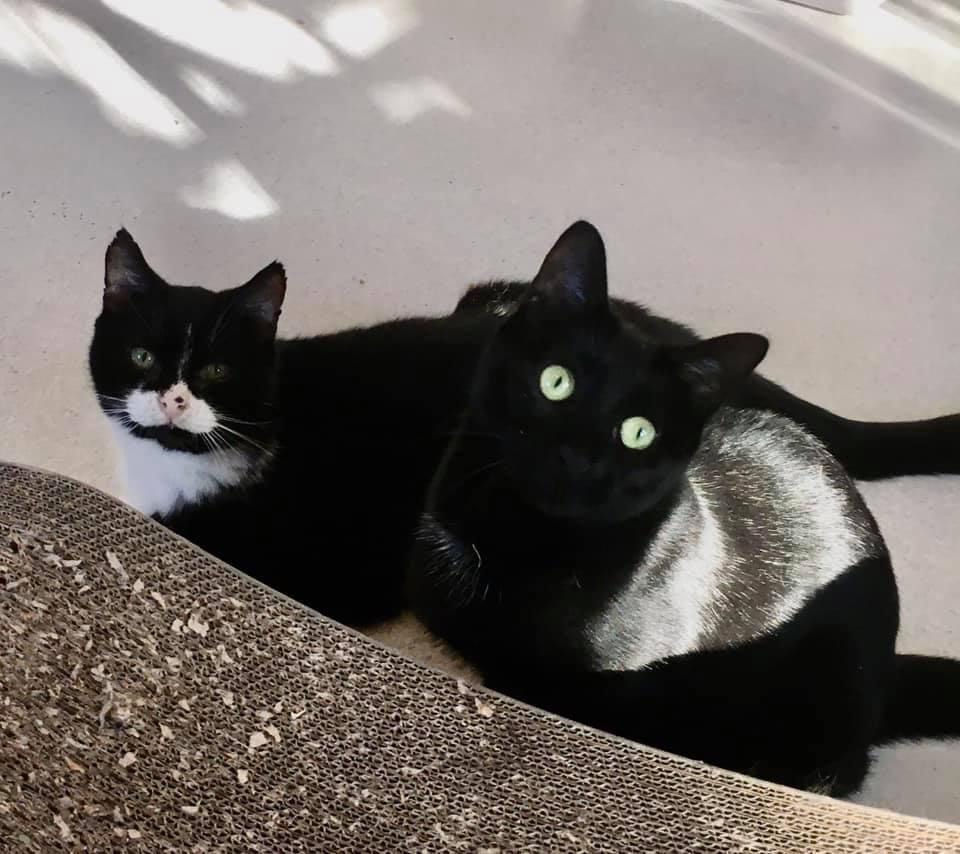 Cat Shelter Ellen M. Gifford Cat Shelter United States