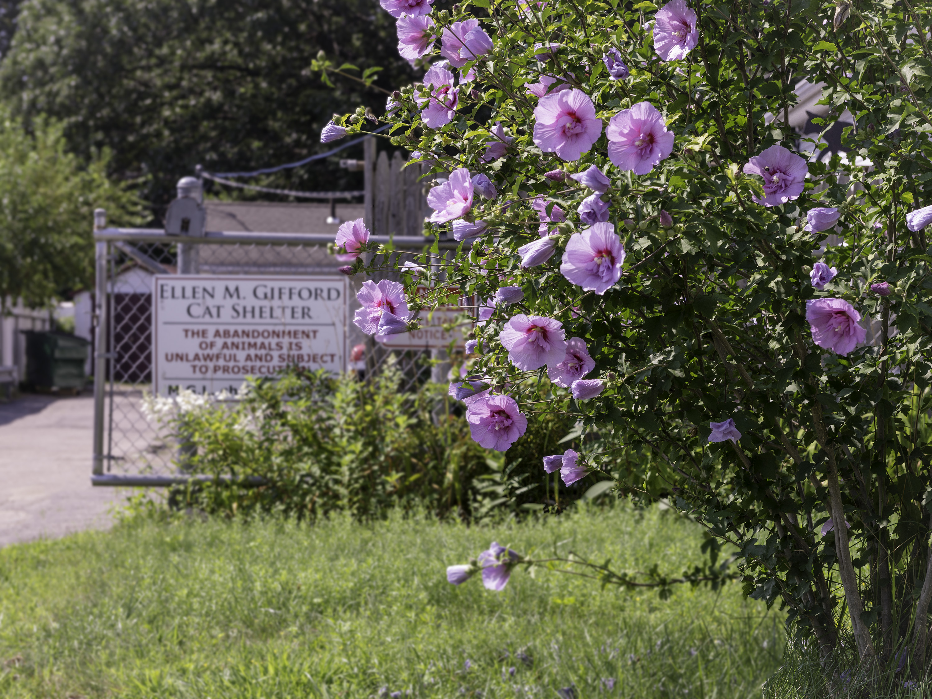 Contact Ellen M. Gifford Cat Shelter United States